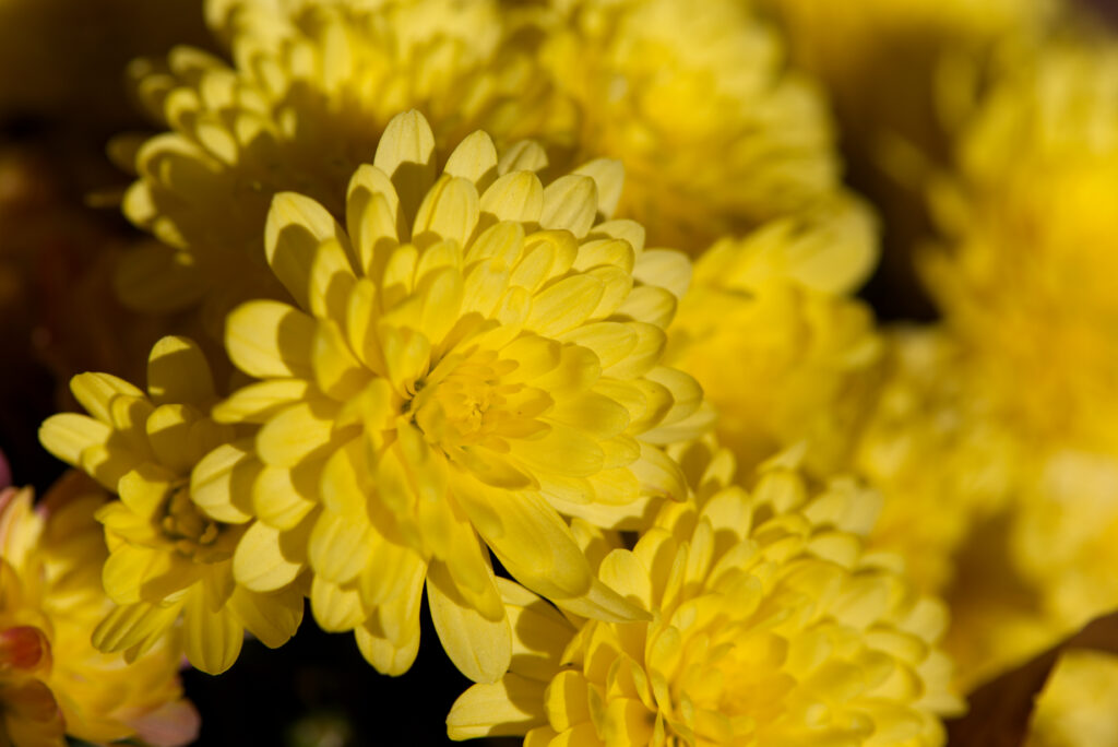 Yellow Mum Flowers