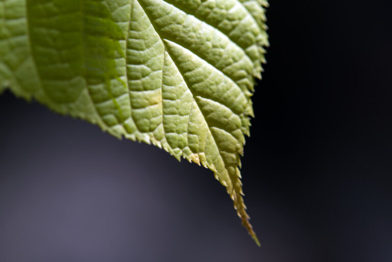 Isolated Green Leaf Texture