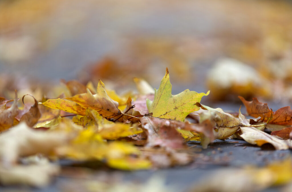 A Pile of Fallen Leaves