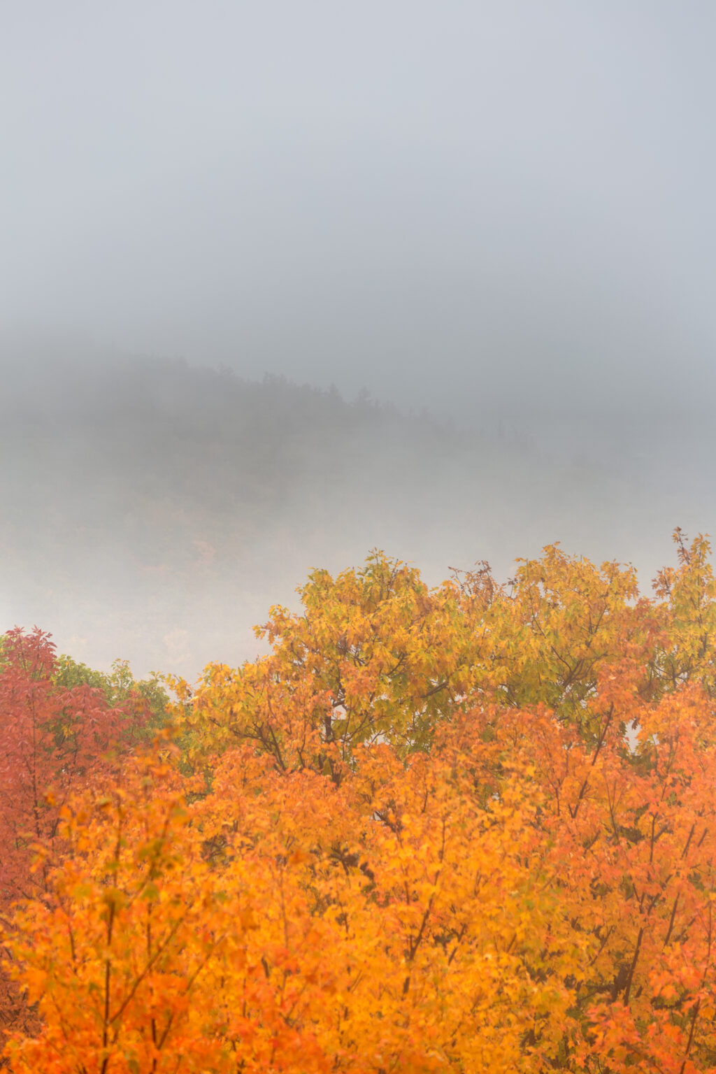 Autumn Foliage in Misty Mountains