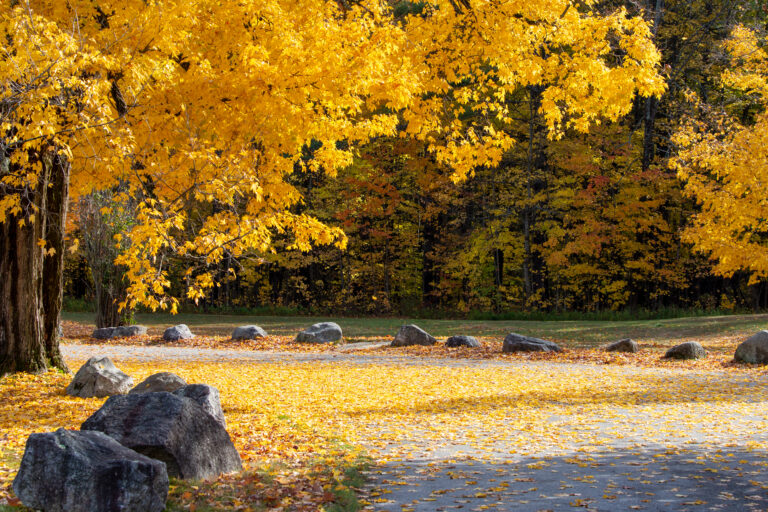 Golden Autumn Maple Tree