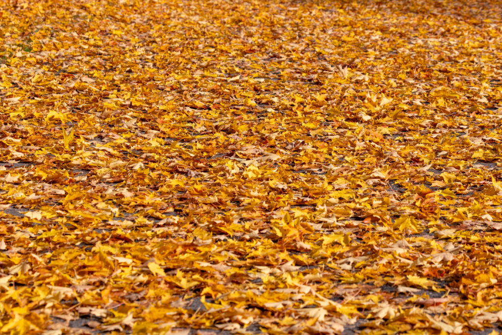 Beautiful Fallen Leaves in Autumn