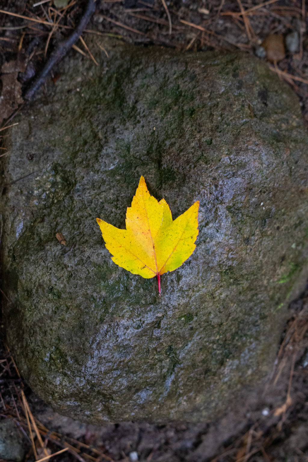 Golden Maple Leaf on Rock