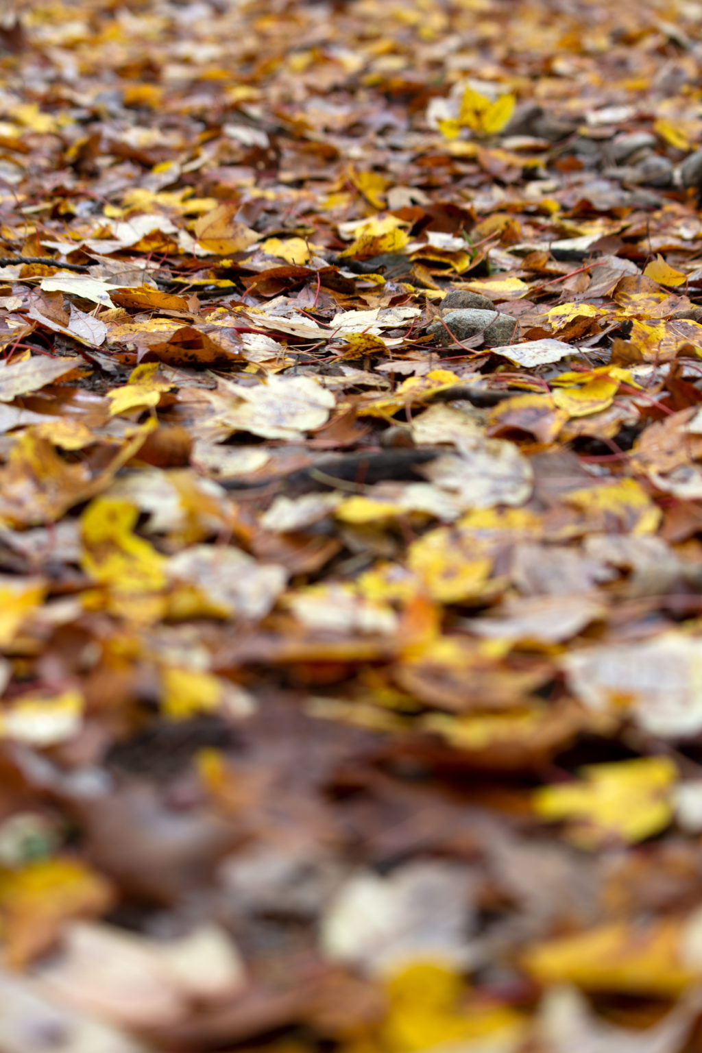 Fallen Fall Leaves