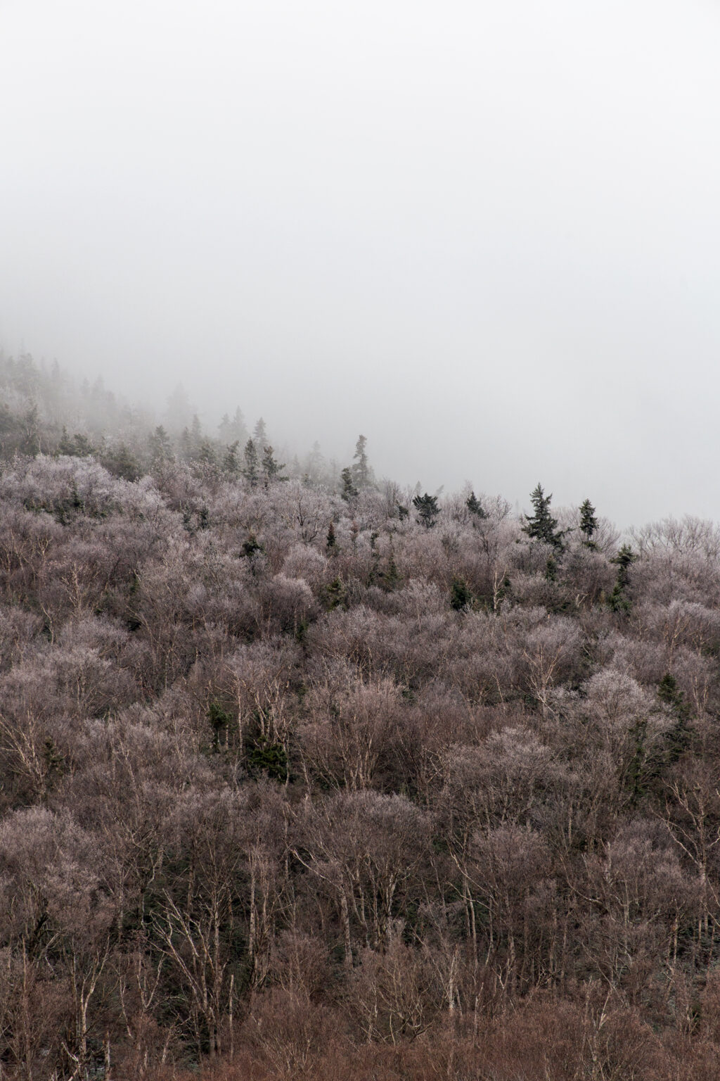 Cloudy Winter Forest