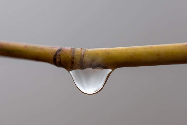 Macro Water Droplet