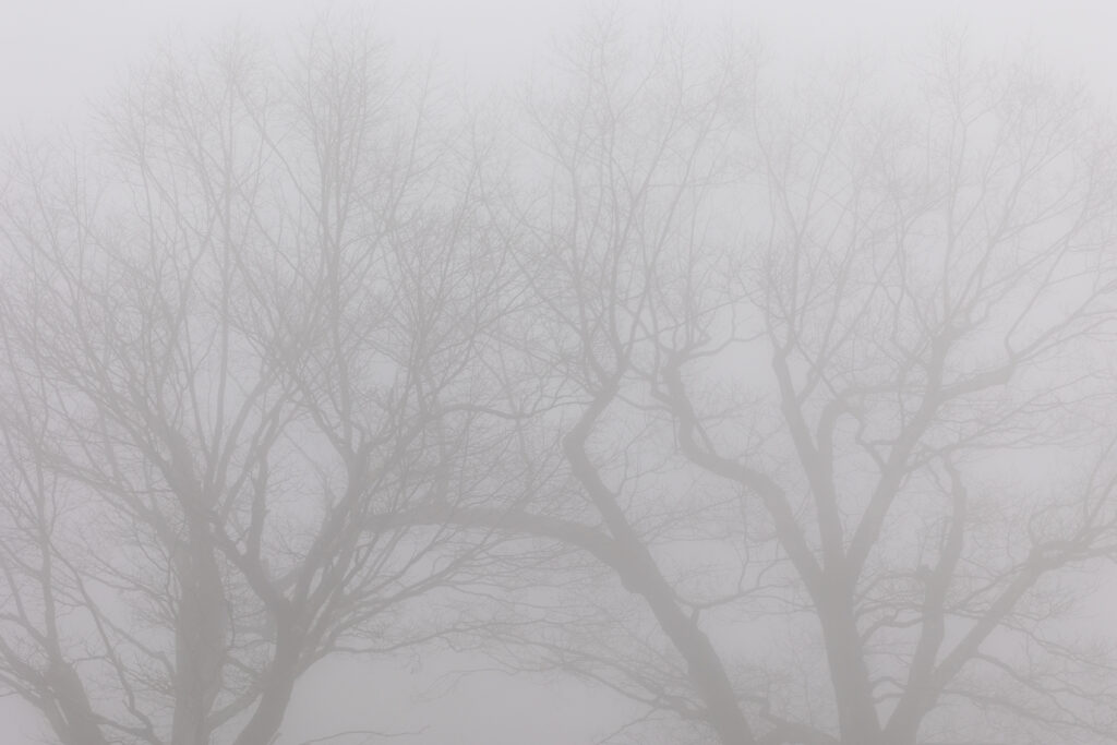 Foggy Tree Silhouettes