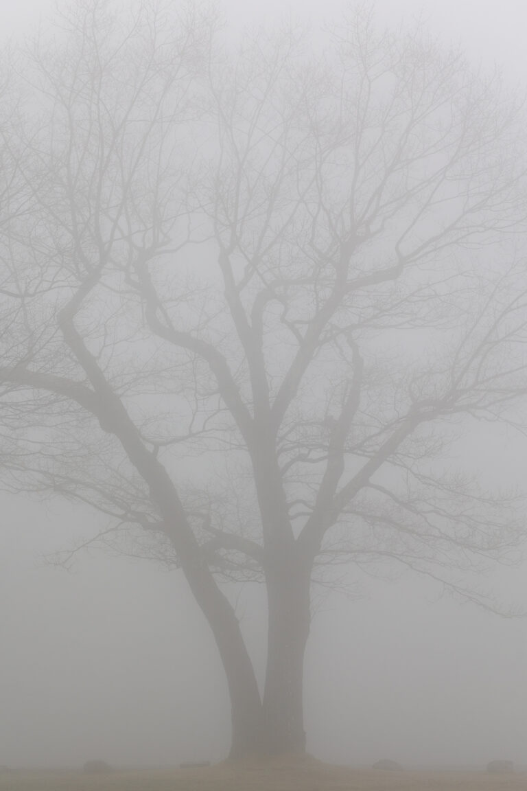 Tree in the Fog