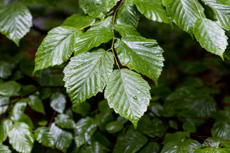 Wet Leaf Textures