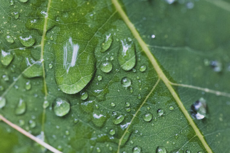 Rain Drops on a Leaf