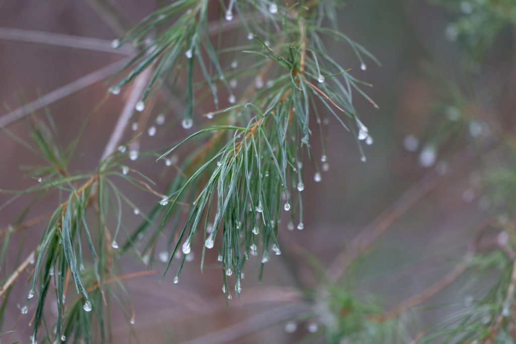 Cold Wet Pine Needles