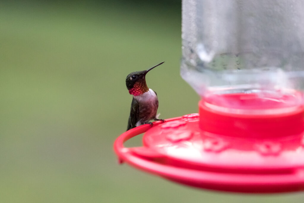 Male Hummingbird at Feeder
