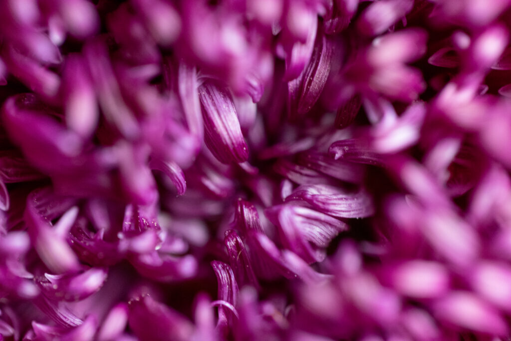 Abstract Flower Texture