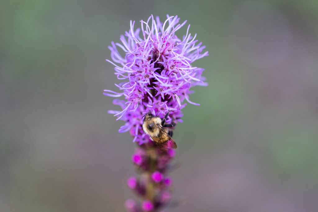 Bee Flower Macro