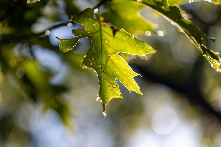 Sunlit Leaf With Morning Dew
