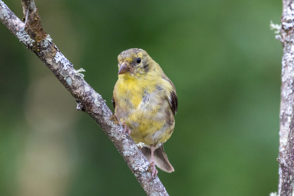 Goldfinch Bird Perched on a Limb