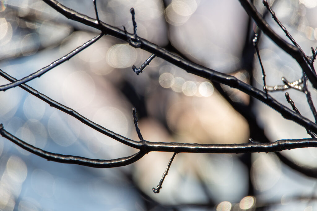 Icy Tree Branches