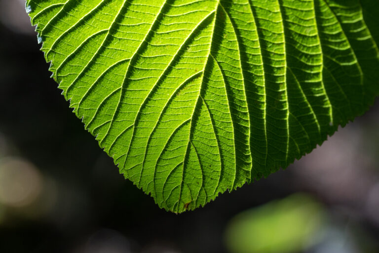 Sunlit Leaf Texture
