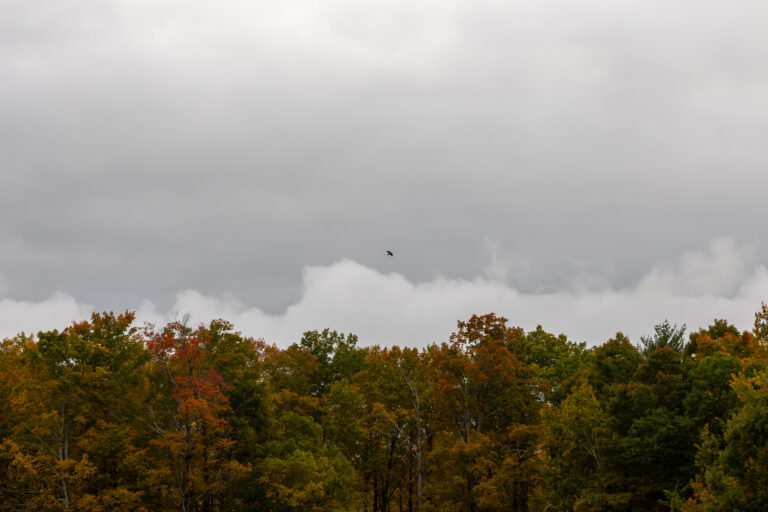 Bird Flying Above Autumn Foliage