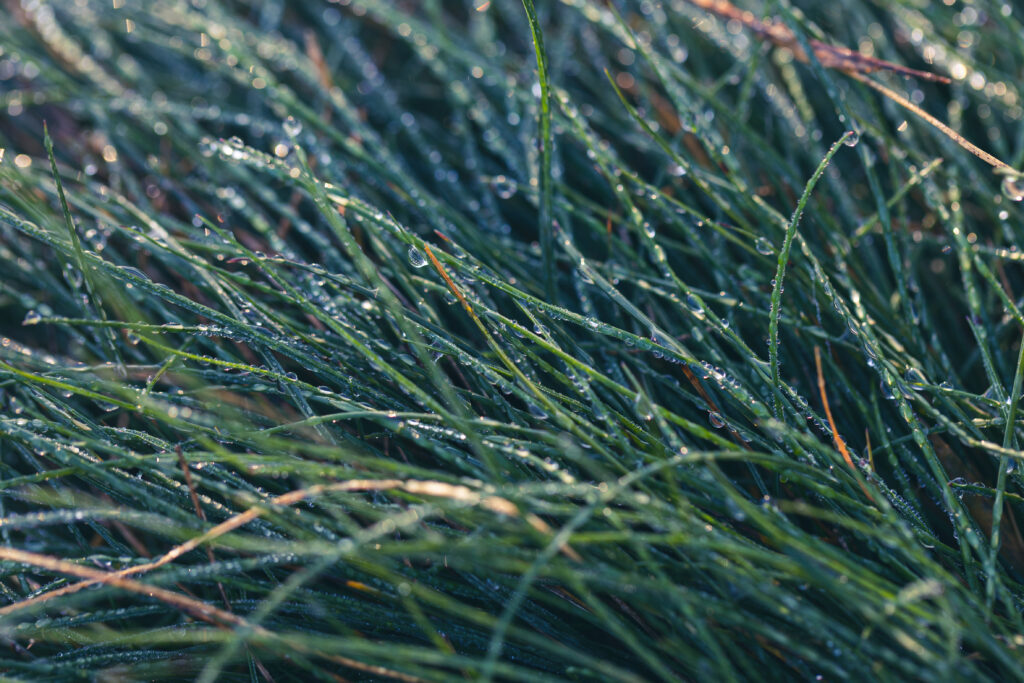 Morning Dew on Grass