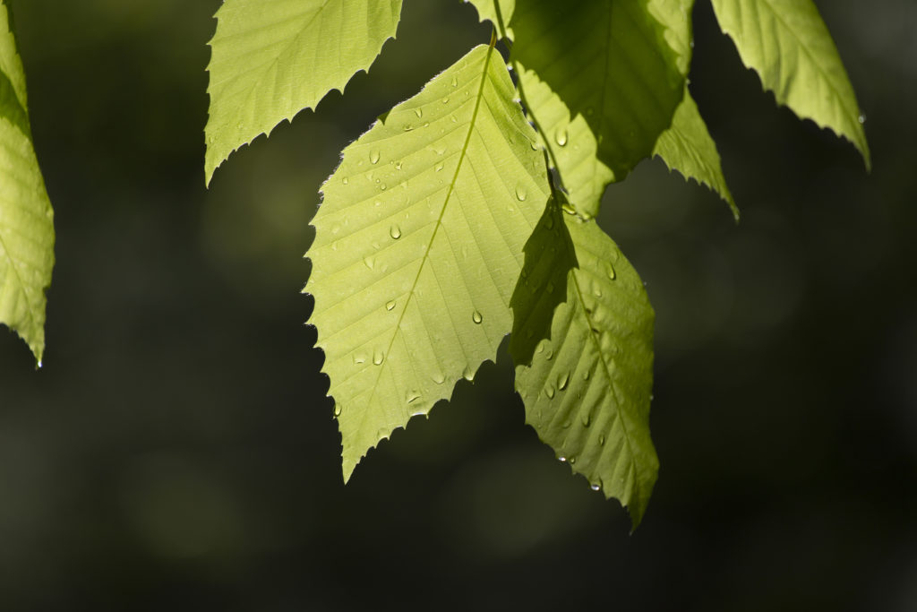 Translucent Beech Leaves