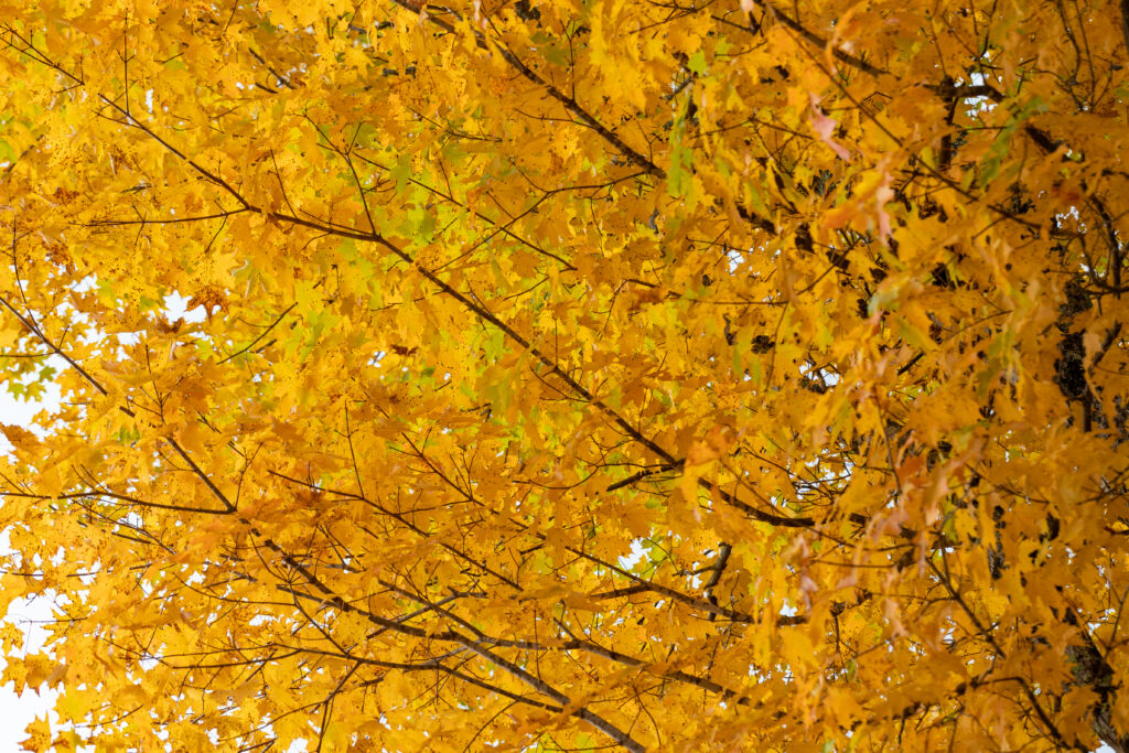 Yellow Fall Tree