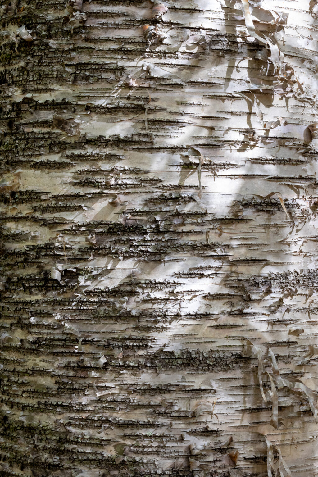 Beautiful Birch Tree Texture
