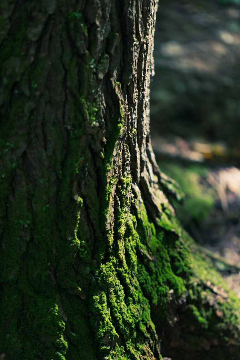 Moss on Tree Bark