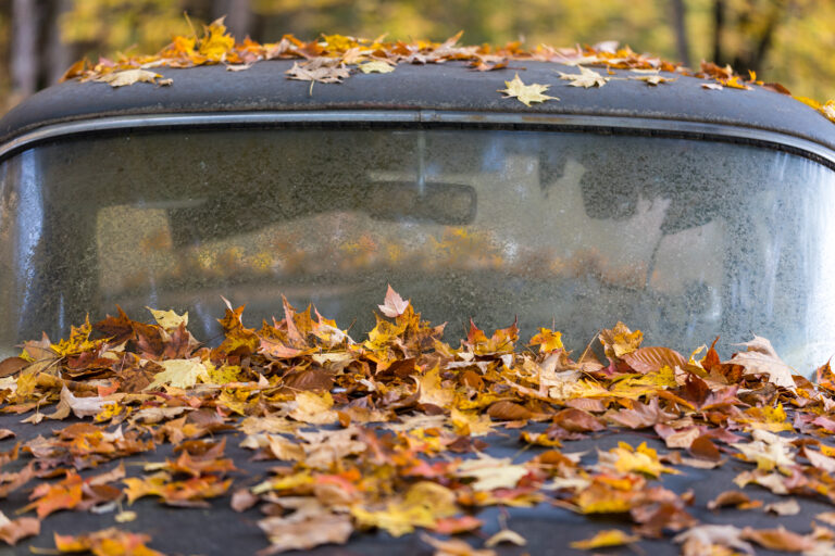 Autumn Leaves on a 55 Chevy