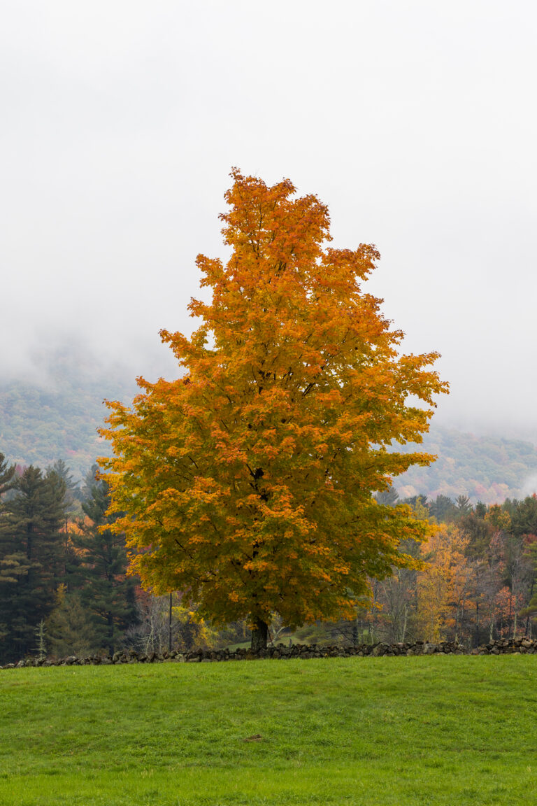 Lone Maple Tree in Autumn