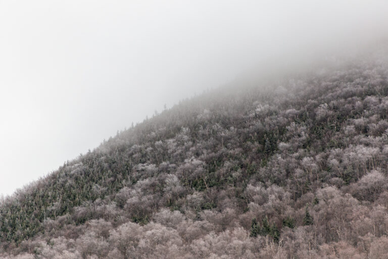 Mountain Trees in a Fog