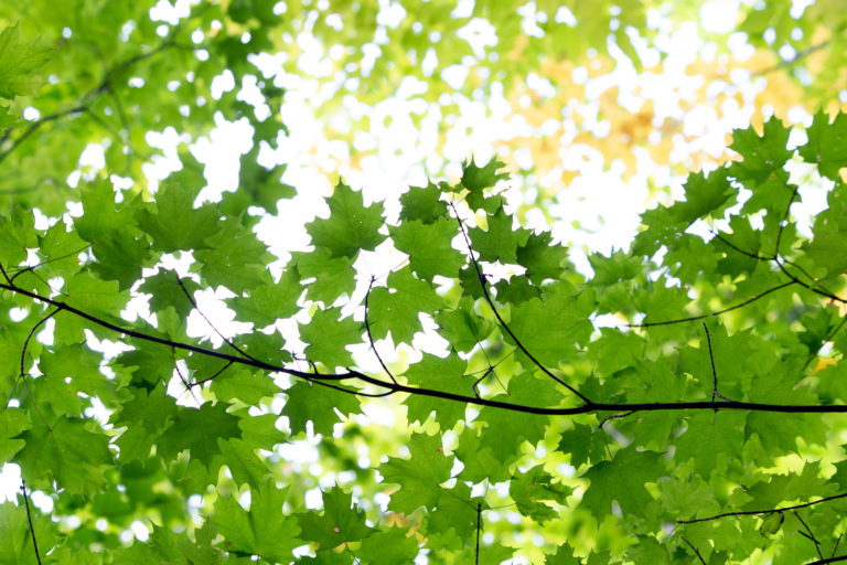 Vibrant Green Maple Leaves