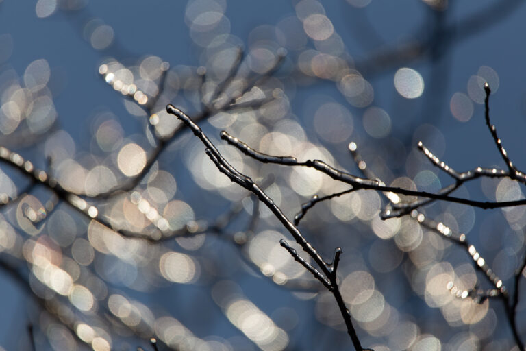 Winter Ice on Trees