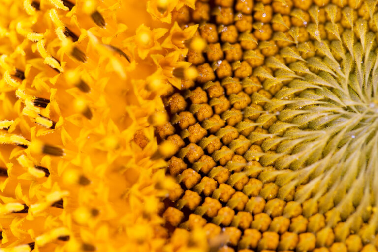 Vibrant Yellow Flower Details