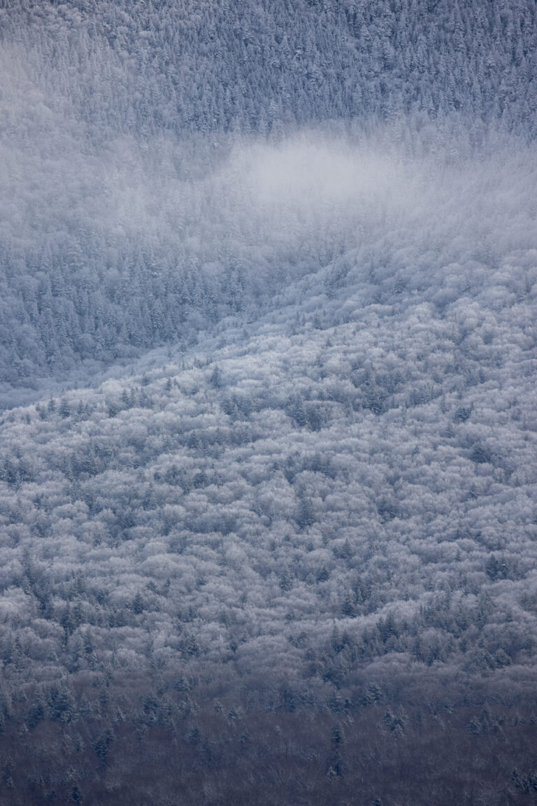 Forest Snowfall