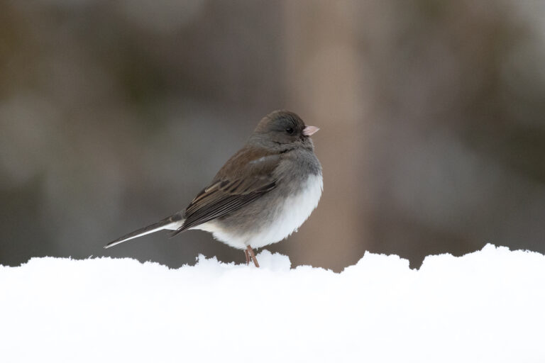 Bird Standing in the Snow