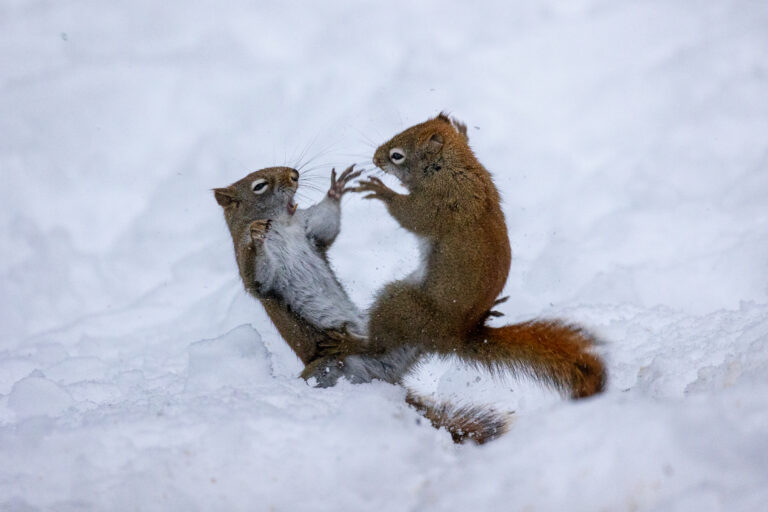 Squirrel Fight!