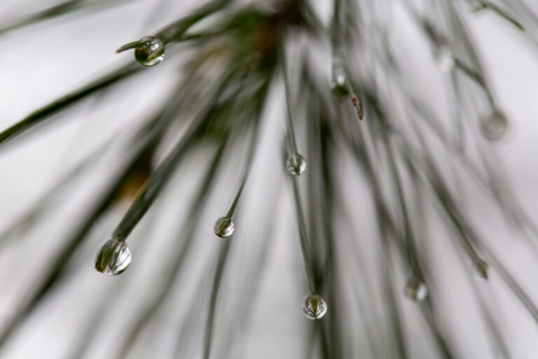 Pine Tree Rain Droplets
