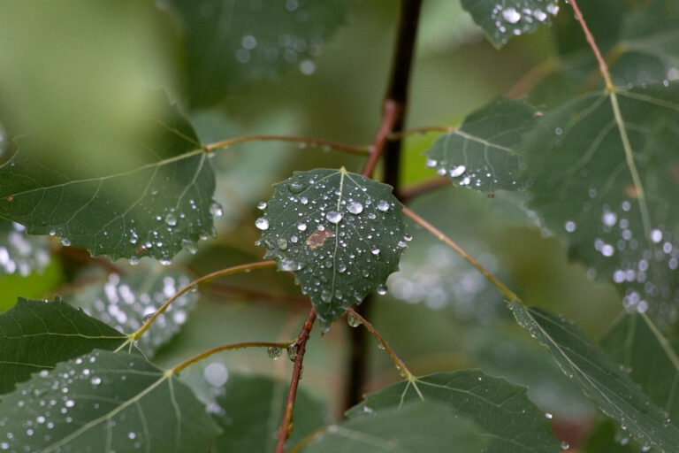 Drops of Rain on Leaves
