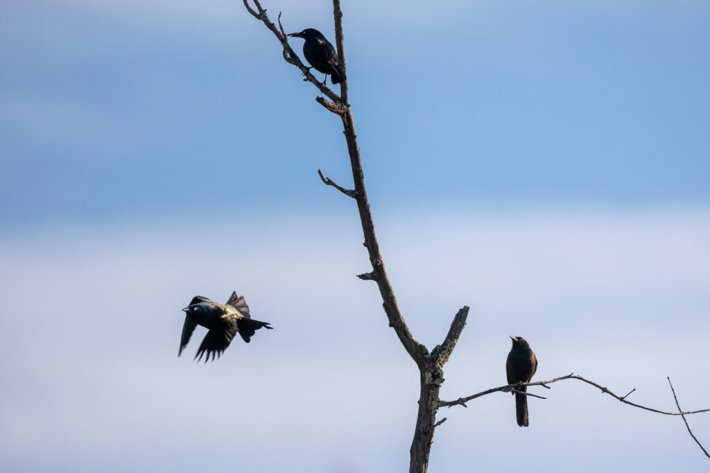 Blackbirds in a Tree