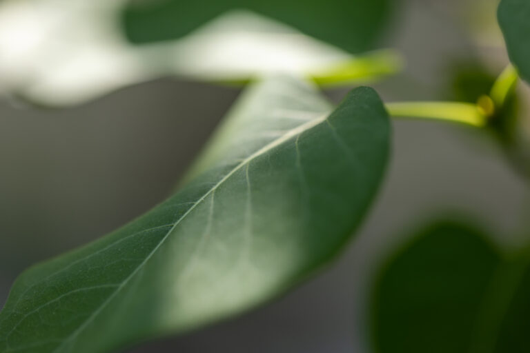 Soft Leaf Textures