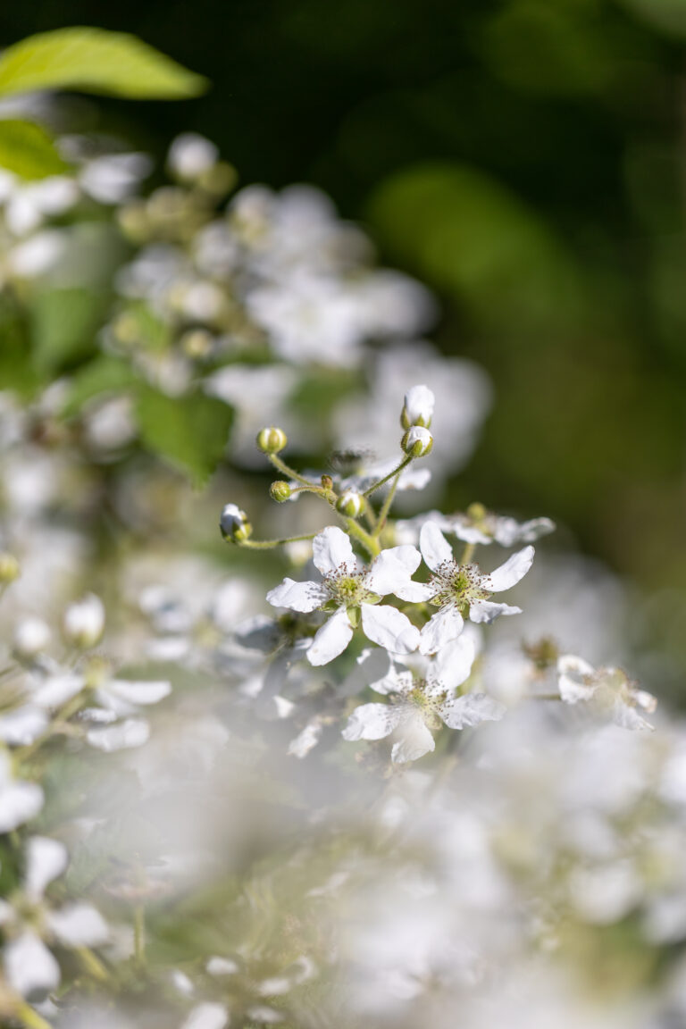 White Flower Petals