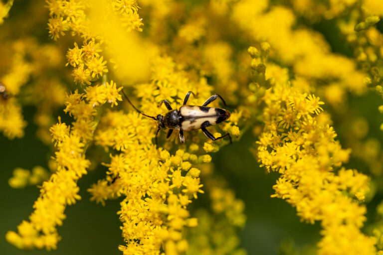 Pollen Bug