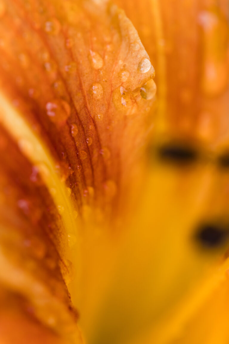 Abstract Macro Flower Droplets