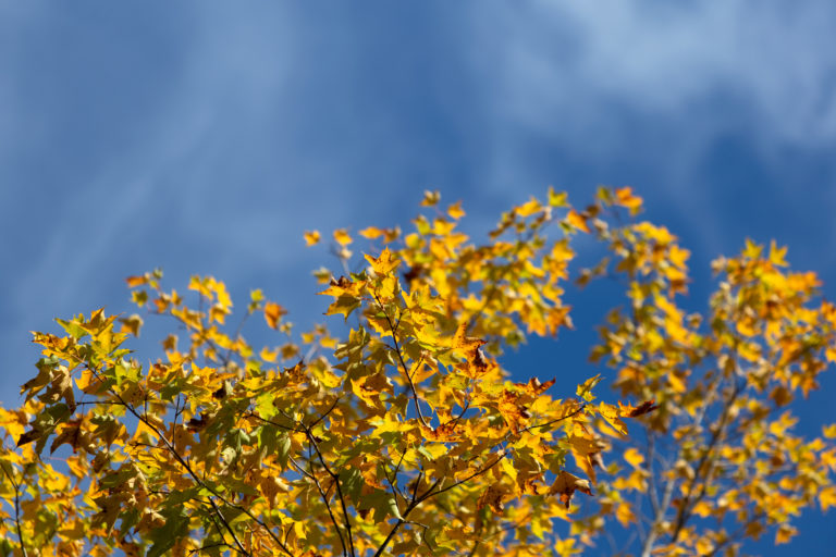 Golden Leaves Against Blue Sky