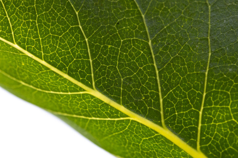 Leaf Veins