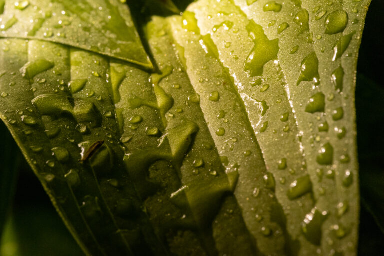 Fresh Rain on Plant Leaves