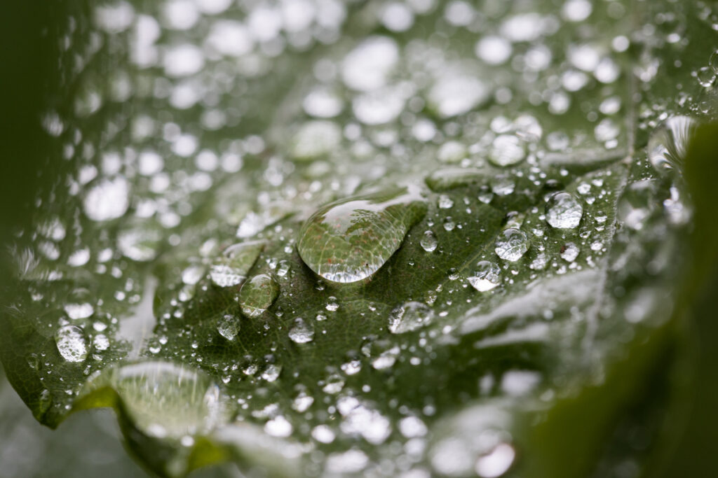 Macro Water Droplets on a Leaf