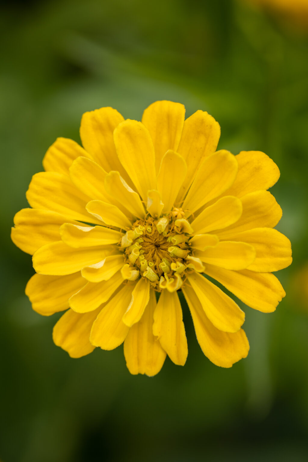 Isolated Yellow Flower