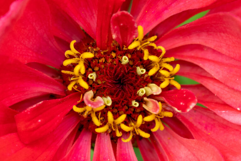 Red Flower With Yellow Details